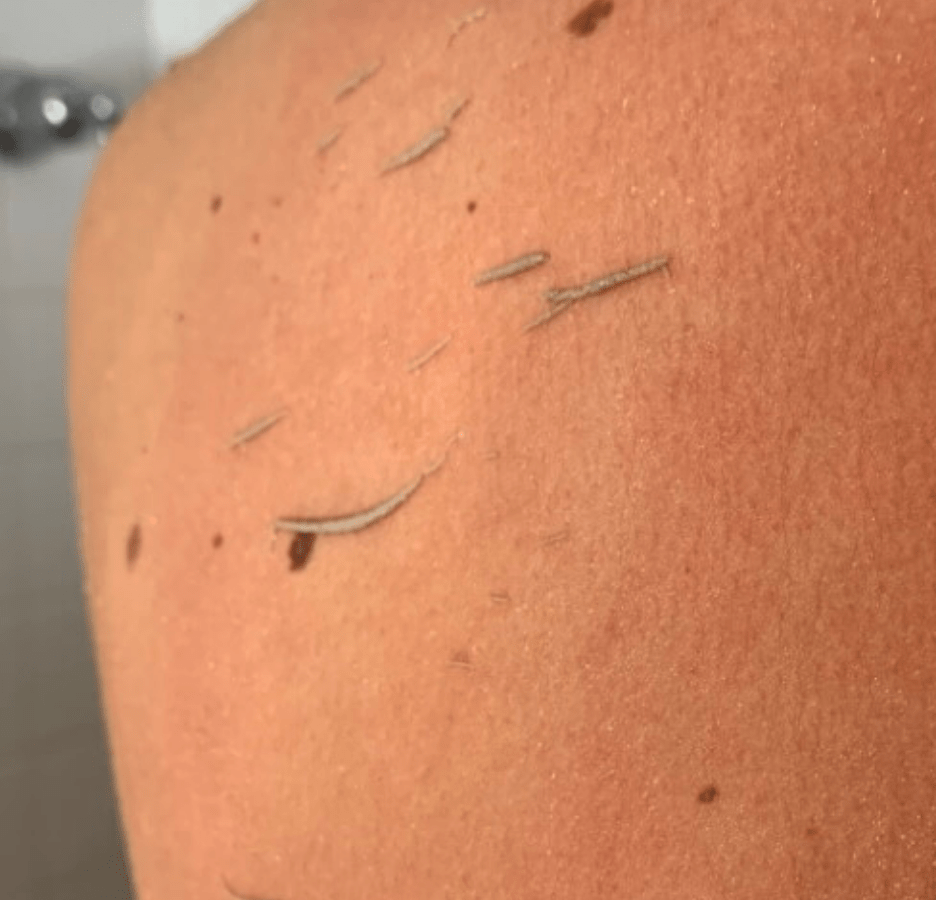 Wildpier™ Everything Bundle